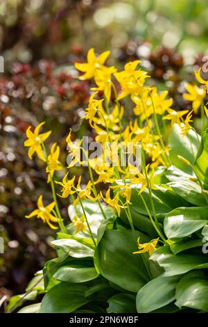 Erythronium Pagoda, Hundezahnviolett der Lilienfamilie, Fife, Schottland. Stockfoto