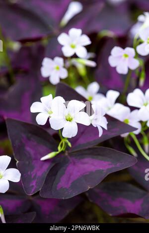 Oxalis triangularis, allgemein als falsches Schamgestein bezeichnet Stockfoto