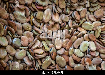 Getrocknete dicke Bohnen, Vicia faba, auf dem Markt. Die Dicke Bohne ist eine Pflanze der Familie der Leguminosae. Abruzzen, Italien, Europa Stockfoto