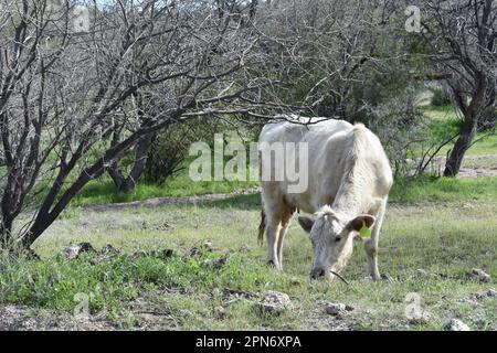 Weidehaltung auf der Weide der weißen Kuh in der Wüstenlandschaft von Arizona Stockfoto