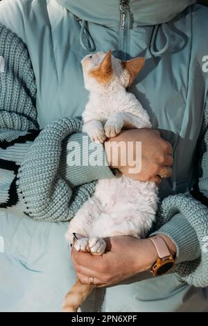 Gehorsamer Devon Rex Cat Mit Weißgrauem Pelz Auf Den Händen. Neugierig Verspielt Witzig Niedlich Unglaublich Devon Rex Cat Sehen Sie Sich Seinen Besitzer An. Katzen Porträt Stockfoto