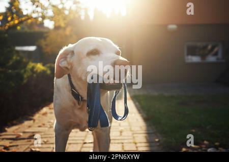 Süßer Hund, der im Morgenlicht auf einen Spaziergang wartet. Der alte labrador Retriever hält die Leine im Mund auf dem Bürgersteig vor dem Haus. Stockfoto