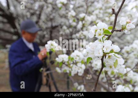 Shenyang, Chinas Provinz Liaoning. 17. April 2023. Ein Besucher fotografiert Birnenblumen im Shenyang Expo Garden in Shenyang, Nordostchina's Liaoning Province, 17. April 2023. Kredit: Yang Qing/Xinhua/Alamy Live News Stockfoto