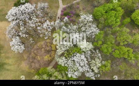 Shenyang, Chinas Provinz Liaoning. 17. April 2023. Dieses Luftfoto zeigt Blumen im Shenyang Expo Garden in Shenyang, Nordostchina's Liaoning Province, 17. April 2023. Kredit: Yang Qing/Xinhua/Alamy Live News Stockfoto