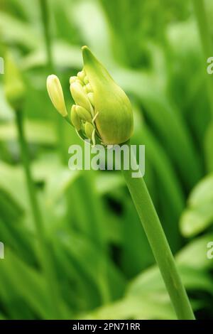 Nahaufnahme einer Agapanthus-Blütenknospe in einem Garten Stockfoto