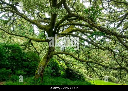 Nahaufnahme eines modrigen Ahornbaums Stockfoto