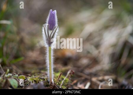 Seltene Wildblume Pulsatilla grandis in den Felsen. Bekannt als Greater Pasque Flower. Lila Blume im Wald. Stockfoto