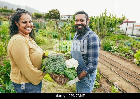 Indische Ehefrau und Ehemann, die Bio-Gemüse aus dem Hausgarten im Freien kaufen - asiatische Familie, die Spaß beim Anbau gesunder Speisen hat - Vegetarier und fa Stockfoto