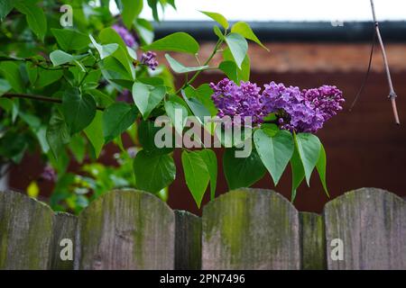 Flieder Zweig mit violetter frischer Blume und grünen Blättern über einem rustikalen alten Holzzaun des Hausgartens im Frühling Stockfoto
