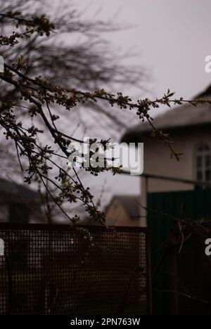 Blick auf Zweige mit weißer Kirschblüte bei bewölktem Wetter Stockfoto