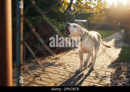 Bellender Hund hinter dem Zaun. Lautes labrador Retriever-Wachhaus. Stockfoto