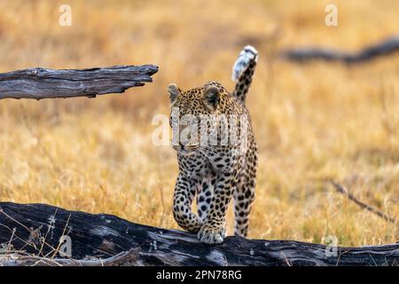 Ein junges Leopardenjunge, das in freier Wildbahn durch hohes Gras läuft, mit einem alten Holzzweig im Vordergrund Stockfoto