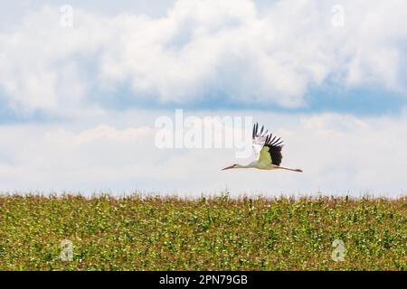 Ein weißer Storch fliegt über einem landwirtschaftlichen Feld. Vögel in freier Wildbahn. Stockfoto