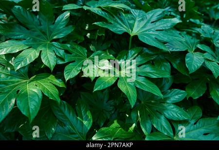 Grüner Busch, japanische Fatsia-Blätter Stockfoto