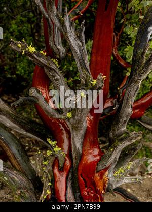 Das leuchtend grüne Moss wächst auf dem nassen Manzanita-Baum im Kings Canyon-Nationalpark Stockfoto