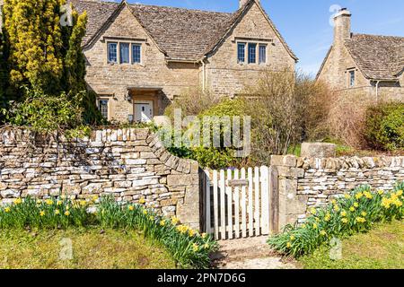 Narzissen im Frühling außerhalb von Tudor Cottage im Cotswold Dorf Miserden, Gloucestershire UK Stockfoto