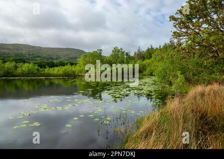 Llyn Tecwyn Isaf, Llandecwyn, Nordwales. Ein wunderschöner natürlicher See, umgeben von Bäumen und Bergen. Stockfoto