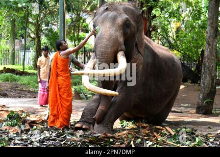 Ein Mönch salbt den Kopf des Kotte-Tempels Raja tusker während der Sinhala- und Tamil-Neujahrsfeier im Kotte Rajamahavihara-Tempel in Colombo, Sri Lanka, am 16. April 2023. (Foto: Ruwan Walpola/Pacific Press/Sipa USA) Stockfoto