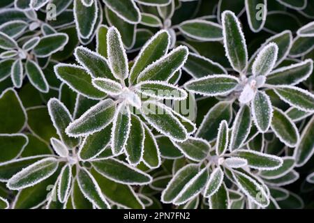 Nahaufnahme von zwei grünen Pflanzen am frühen Morgen, bedeckt mit einer dünnen Frostschicht auf den Blättern Stockfoto