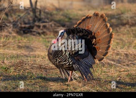 Ausgewachsener männlicher tom turkey stolziert durch ein Feld und zeigt seine bunten Federn an einem Frühlingsmorgen in Kanada Stockfoto