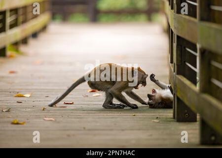 Ein Paar junger Langschwanzmakaken kämpft auf einer Mangrovenpromenade in Singapur Stockfoto