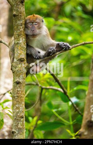 Ein erwachsener, männlicher Langschwanzmakak ruht auf einem Mangrovenbaum, während die Jungen unten in Singapur spielen Stockfoto