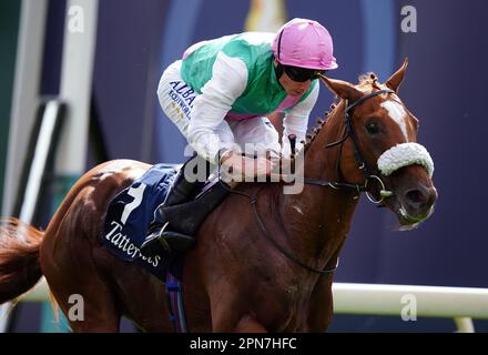 Das Aktenfoto von 17-08-2022 von Chaldean, der unter den Einträgen für ein "Red-Hot Watership Down Stud Too Darn Hot Greenham Stakes" in Newbury steht. Ausgabedatum: Montag, 17. April 2023. Stockfoto