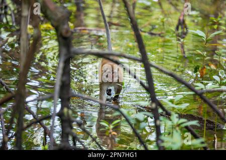 Ein junger Langschwanzmakak fließt zwischen den Wurzeln der Mangrovenbäume, während bei Flut im Wasser in Singapur gespielt wird Stockfoto