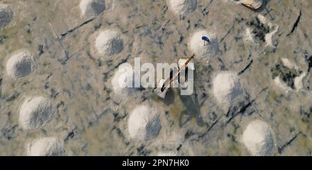 Aus der Vogelperspektive bei Salzernten auf dem Salzfeld von Ban Laem-Thailand Stockfoto