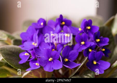 Potted African Violet. Saintpaulia ionantha isoliert auf weißem Hintergrund. Stockfoto