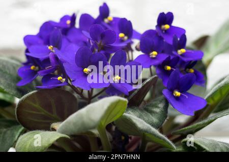 Potted African Violet. Saintpaulia ionantha isoliert auf weißem Hintergrund. Stockfoto