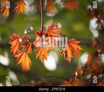 Ein Haufen Frühling, orangefarbener oder gelber Blätter des norwegischen Ahorns, Acer Platanoides, auf üppig grünem Hintergrund im Frühling, Sommer, Herbst Stockfoto