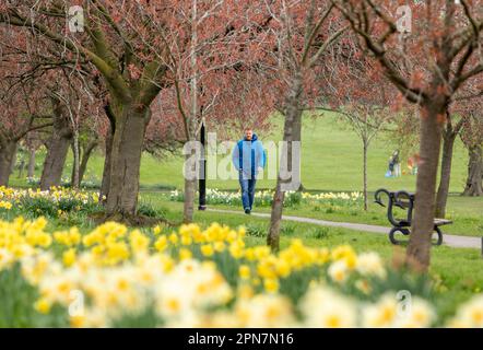 Harrogate, North Yorkshire, Großbritannien. 17. April 2023. UK Weather.Shelf, West Yorkshire, Großbritannien. 15. Januar 2022 Wanderer, Einkäufer und Hundefreunde genießen die Frühlingsfarbe der Stray at Harrogate in North Yorkshire. Das Stray ist ein langes öffentliches Parkgelände im Zentrum von Harrogate, North Yorkshire, England, mit 200 Hektar aneinandergrenzendem Freiland, das die Heilquellen und Brunnen der Kurstadt verbindet. Kredit: Windmill Images/Alamy Live News Stockfoto
