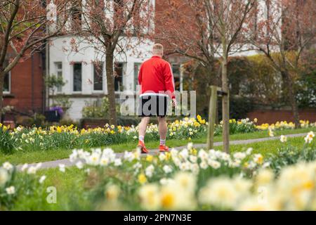 Harrogate, North Yorkshire, Großbritannien. 17. April 2023. UK Weather.Shelf, West Yorkshire, Großbritannien. 15. Januar 2022 Wanderer, Einkäufer und Hundefreunde genießen die Frühlingsfarbe der Stray at Harrogate in North Yorkshire. Das Stray ist ein langes öffentliches Parkgelände im Zentrum von Harrogate, North Yorkshire, England, mit 200 Hektar aneinandergrenzendem Freiland, das die Heilquellen und Brunnen der Kurstadt verbindet. Kredit: Windmill Images/Alamy Live News Stockfoto