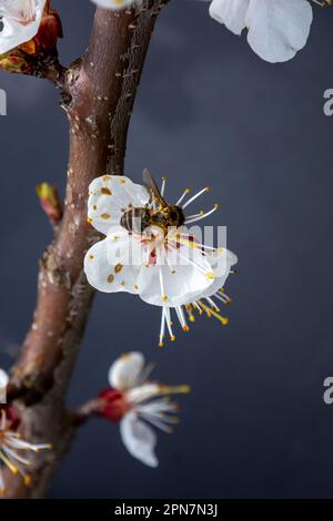 Eine Biene auf einer Aprikosenblume auf dunklem Hintergrund. Stockfoto