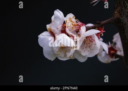 Eine Biene auf einer Aprikosenblume auf dunklem Hintergrund. Stockfoto