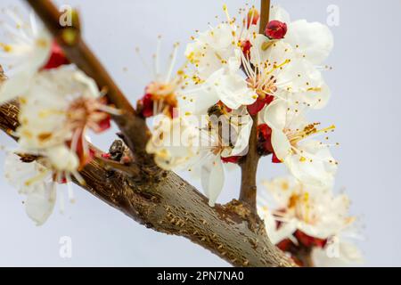 Eine Biene auf einer Aprikosenblume. Stockfoto