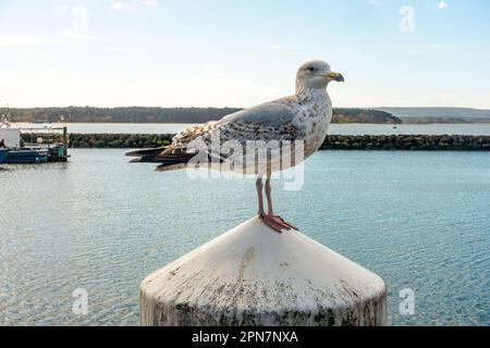 Eine Möwe stand auf einer Säule am Poole Quay in Dorset, Großbritannien, mit Hafen und Wasser von Poole im Hintergrund Stockfoto