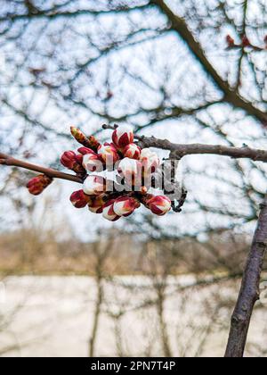 Blühender Aprikosenbaum, ungezogene Knospen im Frühling Stockfoto