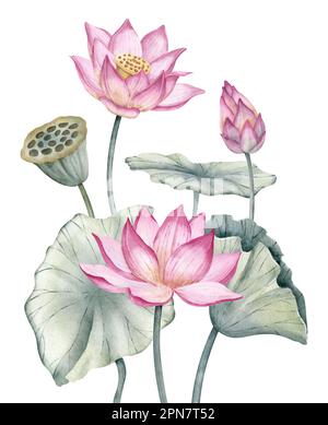 Lotus rosa Blumen mit grünen Blättern. Handgezeichnete Aquarellzeichnung einer Seerose auf isoliertem Hintergrund. Blumige Wasserlilien im Spa- oder Zen-Design. Botanische Zusammensetzung. Stockfoto