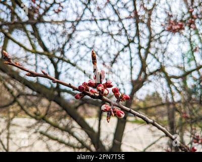 Blühender Aprikosenbaum, ungezogene Knospen im Frühling Stockfoto