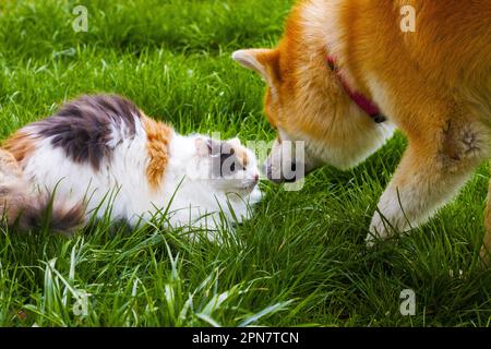 Krieg zwischen Katze und Hund Stockfoto