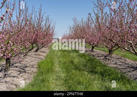 Wunderschöne Pfirsichbäume auf einem Obstgarten, der im Frühling blüht Stockfoto