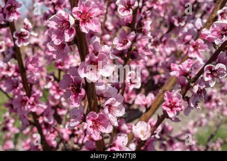 Wunderschöne Pfirsichbäume auf einem Obstgarten, der im Frühling blüht Stockfoto