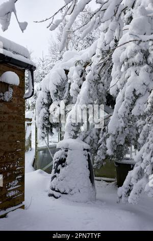 Der große Schneefall über Nacht zieht die Zweige von Scots Pine hinunter und bedeckt das unbeheizte Glashaus auf dem Moorland Small Holding in North Yorkshire mit einer Höhe von 900ft m. Stockfoto