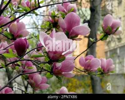 Nicht exklusiv: IVANO-FRANKIVSK, UKRAINE - 14. APRIL 2023 - Magnolienblüten blühen in Ivano-Frankivsk, Westukraine. Stockfoto
