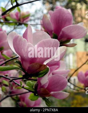 Nicht exklusiv: IVANO-FRANKIVSK, UKRAINE - 14. APRIL 2023 - Magnolienblüten blühen in Ivano-Frankivsk, Westukraine. Stockfoto