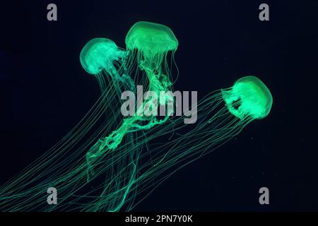 Eine Gruppe fluoreszierender Quallen schwimmt unter Wasser im Aquariumpool mit grünem Neonlicht. Der Atlantische Seekessel chrysaora quinquecirrha in blauem Wasser, Stockfoto