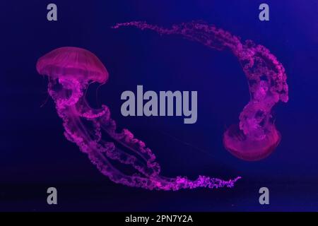 Zwei fluoreszierende Quallen im Unterwasser-Aquarium mit pinkfarbenem Neonlicht. Die südamerikanische Seekesselkekse Chrysaora plocamia in blauem Wasser, Ocea Stockfoto