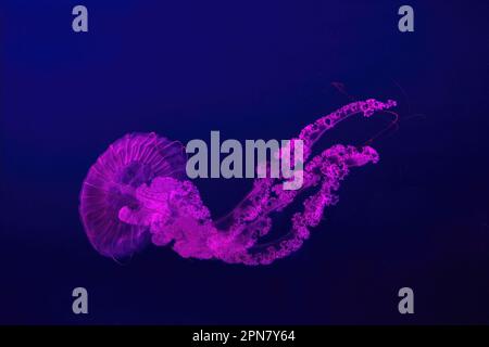 Zwei fluoreszierende Quallen im Unterwasser-Aquarium mit pinkfarbenem Neonlicht. Die südamerikanische Seekesselkekse Chrysaora plocamia in blauem Wasser, Ocea Stockfoto